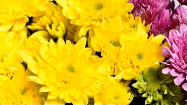 ТОП-7 съедобных цветов - какие цветы можно есть и едят в мире?