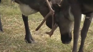 За тайменем в Хабаровский край. Фильм 3. Хозяин сибирских рек