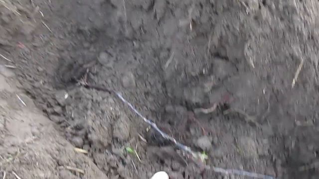 Як виростити клонові підщепи 1 частина смотреть онлайн