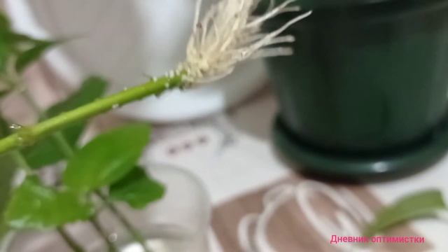 ЧТО СТАЛО С ГИБИСКУСОМ ПОСЛЕ ФОРМИРОВКИ И ЧЕРЕНКИ С ЧУДО-КОРНЯМИ #дневникоптимистки #гибискус