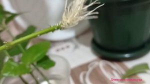 ЧТО СТАЛО С ГИБИСКУСОМ ПОСЛЕ ФОРМИРОВКИ И ЧЕРЕНКИ С ЧУДО-КОРНЯМИ #дневникоптимистки #гибискус