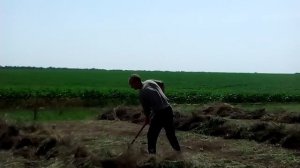 Как нужно сушить сено.