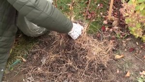 Какой вырастает гортензия при низкой и высокой обрезке.Сравнение.