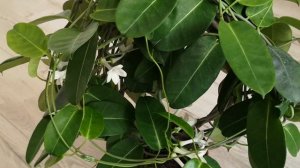 Стефанотис "Мадагаскарский жасмин" - как правильно ухаживать, чтобы радовал цветением