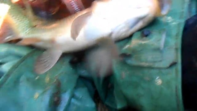 За карпом в штиль (озеро Урефты, август 2017) смотреть онлайн