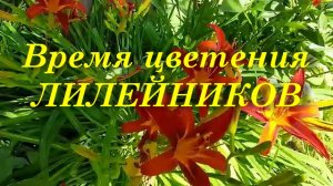 Время цветения ЛИЛЕЙНИКОВ