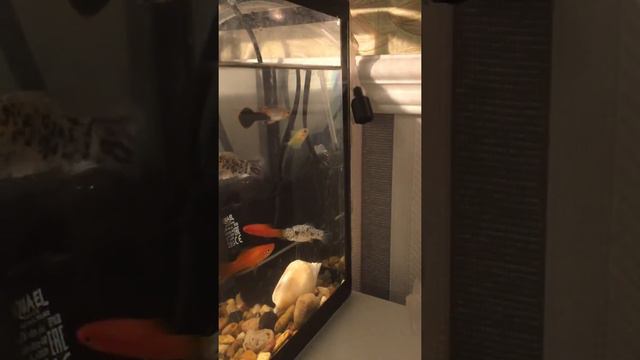 Мой Аквариум на 15 литров смотреть онлайн