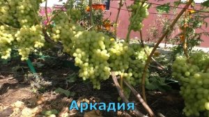 Виноград Беларуси . Лидчина . Сорт винограда -Аркадия ( Настя )
