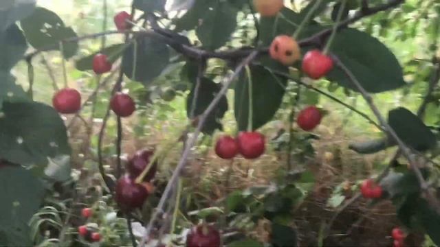 Последствия аномальной солнечной радиации для пчёл. смотреть онлайн