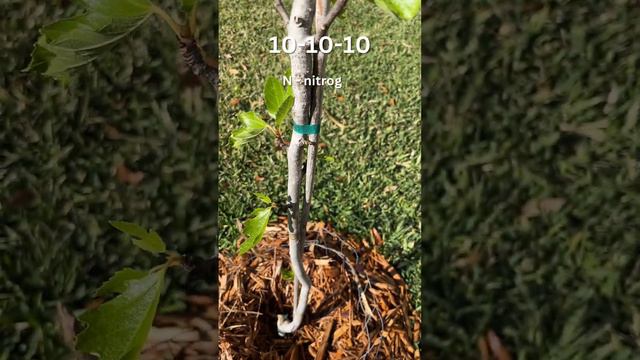 New Fig Growth!