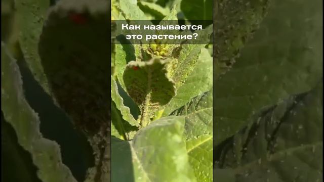 Как называется это растение