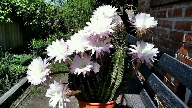 КАК ЗАСТАВИТЬ КАКТУС ЗАЦВЕСТИ.. 7 правил
