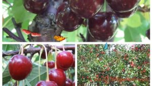Вишня обыкновенная Жуковская - Факел (cerasus) ? обзор: как сажать, саженцы вишни Жуковская - Факел
