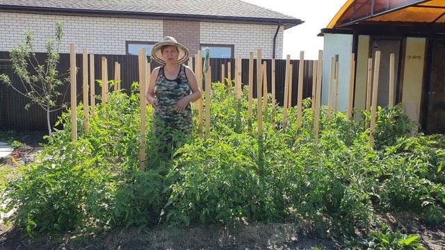 Ваши томаты жируют? У помидор скручиваются листья? Что делать! смотреть онлайн