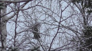 Выстрел по птице.Замедленная съёмка. Охота на рябчика.