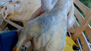 Утки забой. Вес тушки 55 и 65 дней // Мое хозяйство