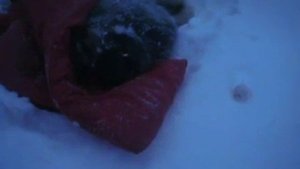 Умирает собака