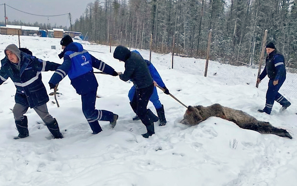Нападение медведя на вахтовиков в Якутии сняли на видео / События на ТВЦ