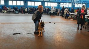 Выставка немецких овчарок, 6.11.2022 г.