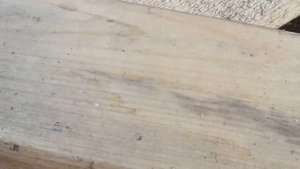 Заражение и разрушение древесины грибами вредителями