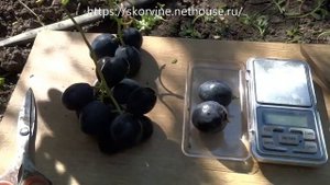 Ранние сорта винограда 2019. Могучий и Монако