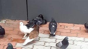 Голуби убивают и насилуют полуживого собрата