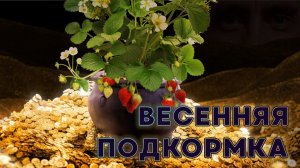Первая подкормка весной