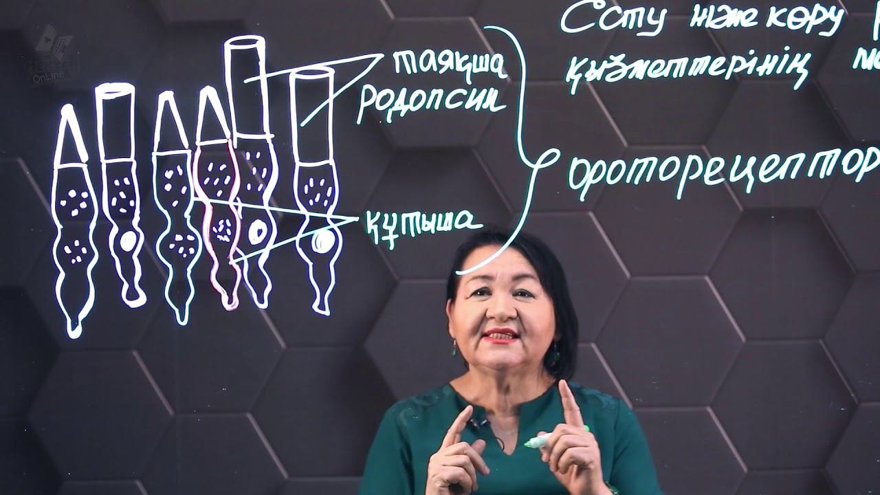 Есту және көру рецепторлары қызметтерінің механизмі. 8 сынып.