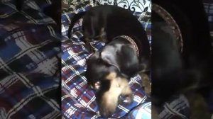 Настолько смешные таксы