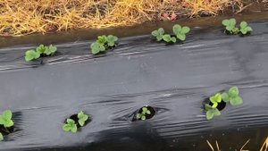 Клубника и виноград. 14.04.2019 Участок 2