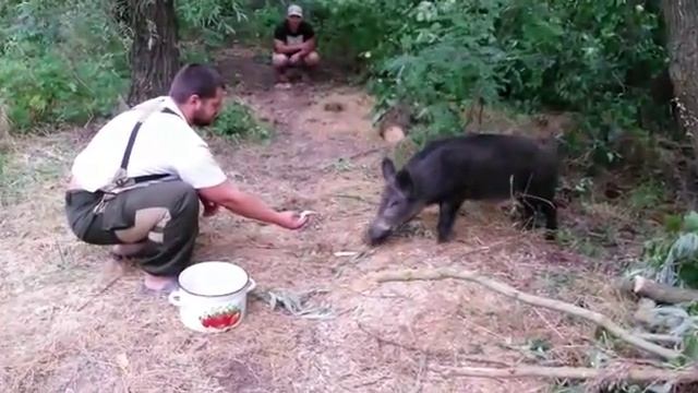 Ручной дикий кабан на берегу дона)) смотреть онлайн