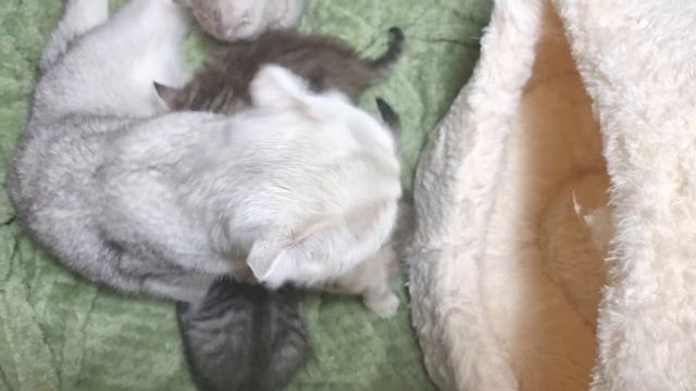 Все дела по дому кошка сделала, убрала, постирала, покушала, теперь можно котят кормить смотреть онлайн