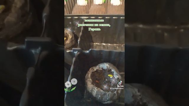 Герань из семян плющелистная. смотреть онлайн