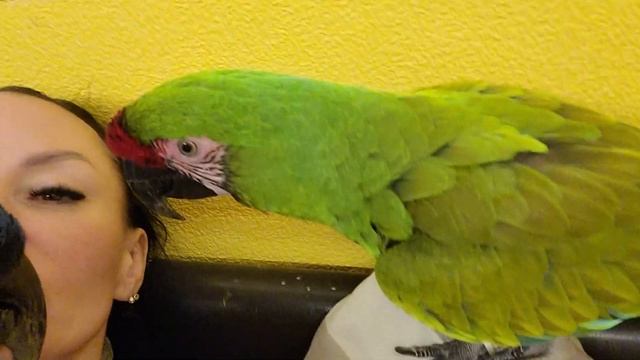 Любовь и ласка - наш девиз! Попугай ара,какаду, Гиацинтовый Ара, попугай целуется,любовь, питомцы. смотреть онлайн