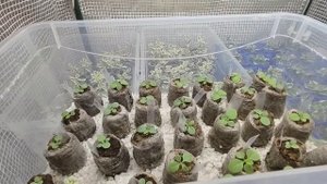 От этого Петуния растет как на дрожжах. Петуния из семян. Вегетативная петуния. Обзор в феврале.