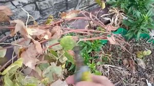 Обрезка и укрытие клематисов всех групп.