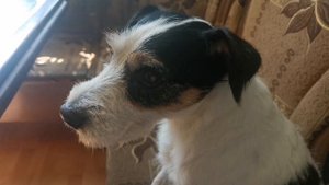 Парсон-рассел-терьер. Выполняет команды. #парсон-рассел-терьер