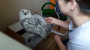 Мадам - белая(полярная) сова