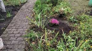 Купили много саженцев и цветов для нашего нового дома.