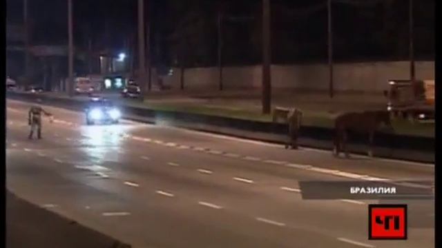 Лошадь столкнула автомобиль! смотреть онлайн