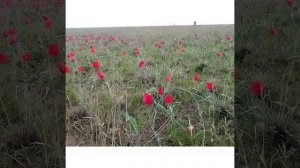 Фестиваль тюльпанов в Калмыкии. Элиста (апрель 2021)