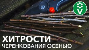 Размножение СМОРОДИНЫ ЧЕРЕНКАМИ осенью. Получится у каждого!