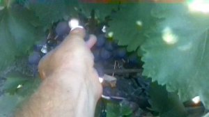 Очень вкусный виноград -Клубничный