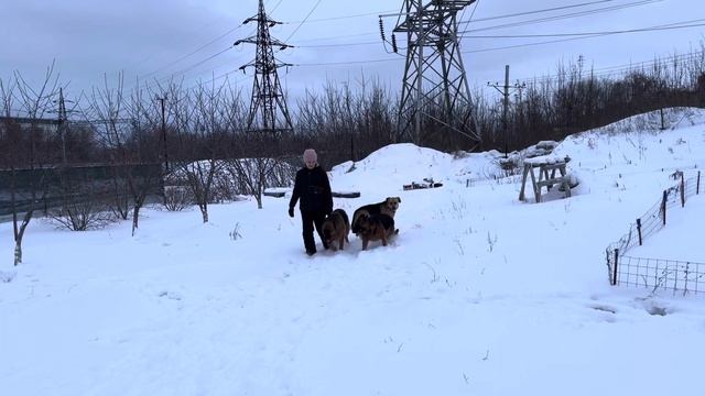Команда «Рядом» без поводка. Дрессировка пары немецких овчарок.