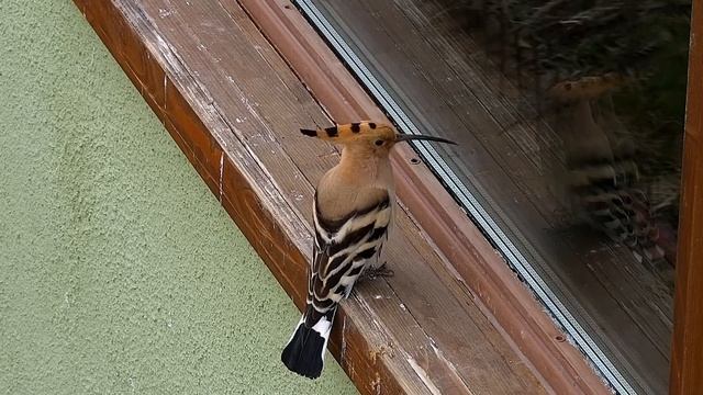 Дикие животные. Трансильвания – Румыния. Wild Animals. Transylvania, Romania. Удод - Hoopoe.