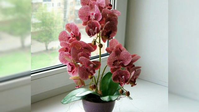 Beautiful and gorgeous phalaenopsis flowers arrangements ideas and orchids ideas part 3 смотреть онлайн