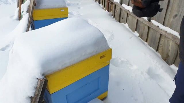 Зимовка пчёл в ульях смотреть онлайн