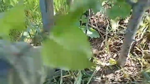 Сравнение подвоев, груша уссурийская и груша лукашевская смотреть онлайн