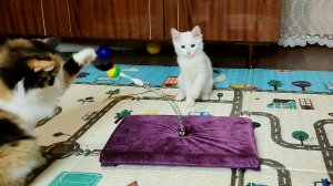 Белый котенок против кота, кто лучше.