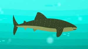 Рыбы. мультфильм.mp4